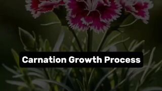 Mini Carnation Flower Growth Process