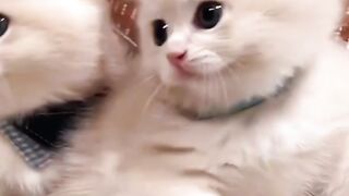Cute cats make you adorable7