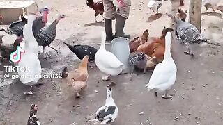 Poultry farming