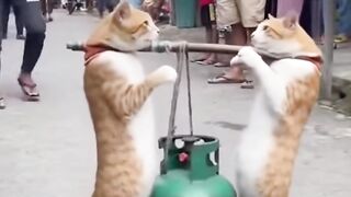 Kucing pikul tabung gas