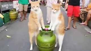 Kucing sedang jinjing tabung gas