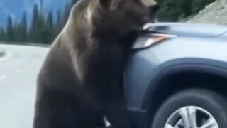 Beruang Memohon Pertolongan Kepada Manusia