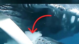 Cara Paus Menyusui Anaknya