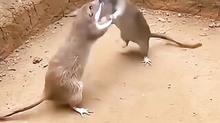 Fierce kung fu match between 2 rat thugs