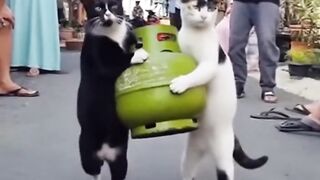 Kucing bawa tabung gas