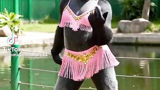 Goyang  gorilla