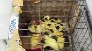 One-month-old ducklings, ready to be sold.