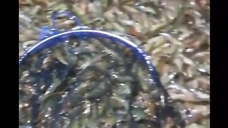 Harvesting shrimp in the family pond.