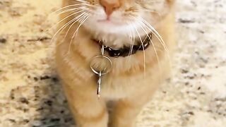 Meow meow talking.