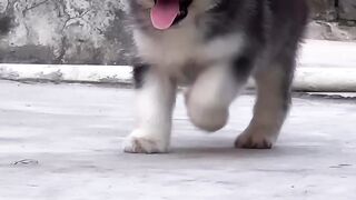 Husky
