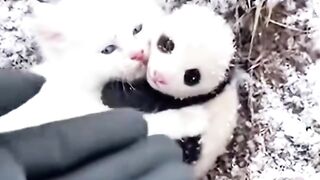 Persahabatan Bayi Binatang Beda Jenis