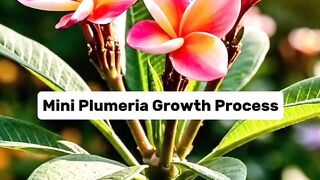 Mini Plumeria Growth Process