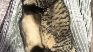 хорёк с котом