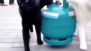 Kucing