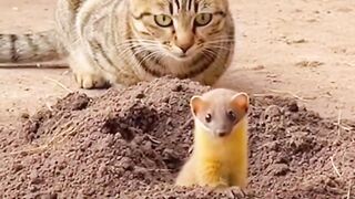 The strongest cat that hunts civets