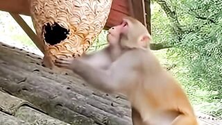 The Monkey Messed with