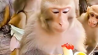 Funniest Monkey Moment Ever!