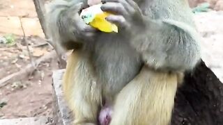 Get as many monkeys as you