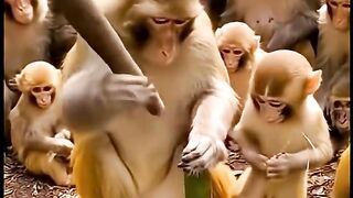 baby monkey makes firework