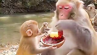 FunnyMonkey MonkeyPrank funnyshorts viralshort AnimalComedy