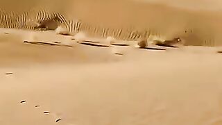 Wildlife in the desert around the city of Medina