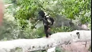 The courage of a forest honey hunter