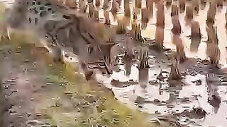 The cat hunted in the rice field and caught a turtle.
