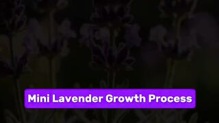 Mini Lavender Growth Process