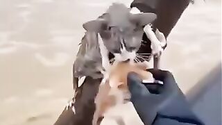 SAR TIM SAVE CAT FLOOD