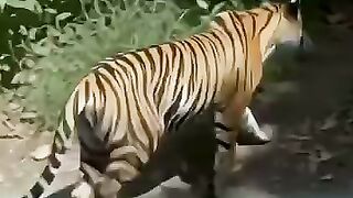 Is it true that the Javan tiger is extinct?