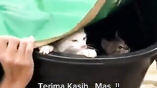 The kind person who saved the cat was swept away by the flood