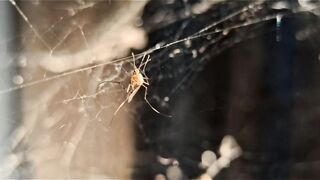 Fear Of Spider