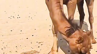 The birth process of a camel and the resilience of a newborn baby camel
