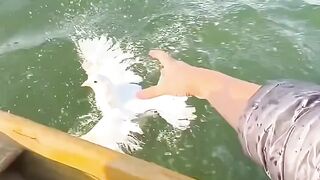 kucing lucu ini cemburu dengan kehadiran merpati