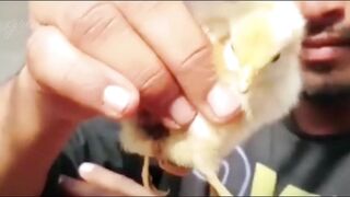 عصفور 4 ارجل