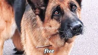 Left Behind, Found True Loyalty