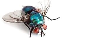 Vitenskapelige mirakler i Koranen og Sunnah 7