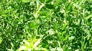 Beautiful nature