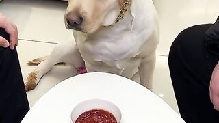 Funny dog video