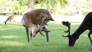 8k ANIMATION |Funny animals| cute animals| 2023
