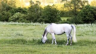 8k ANIMATION |Funny animals| cute animals| 2023