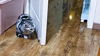 Amazing cat video