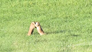 8k ANIMATION |Funny animals| cute animals| 2023