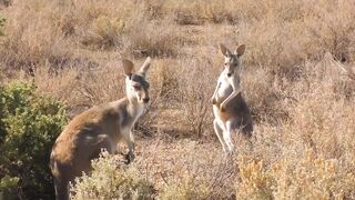 8k ANIMATION |Funny animals| cute animals| 2023
