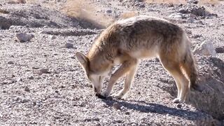 8k ANIMATION |Funny animals| cute animals| 2023