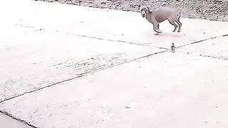 Funny video