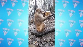 Невероятно Странное Поведение Животных, Которое не Могут Объяснить Ученые