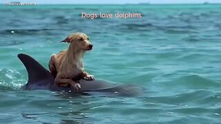 Animal love