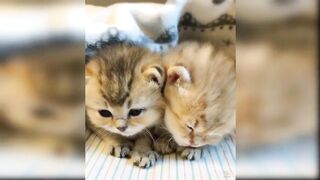 Baby Cats - Cute and Funny Cat Videos 1