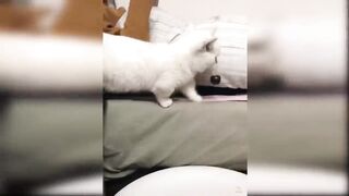 Baby Cats - Cute and Funny Cat Videos 2
